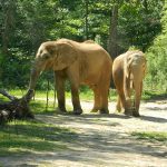 Birmingham Zoo