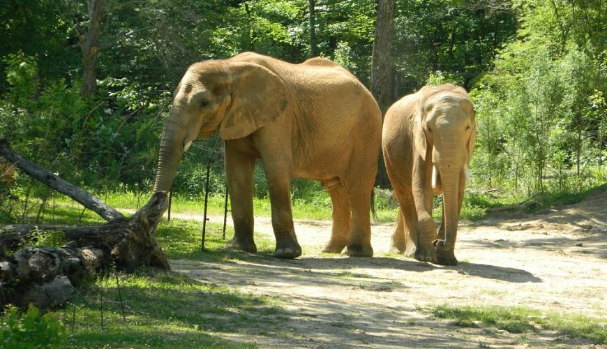 Birmingham Zoo